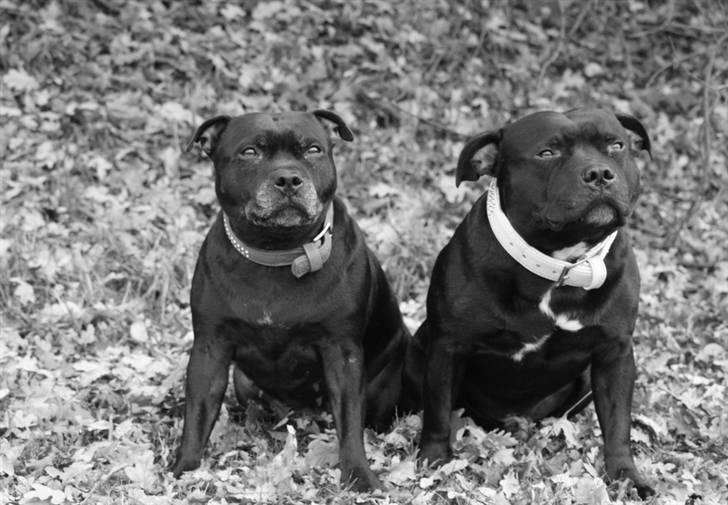 Staffordshire bull terrier Manse billede 19