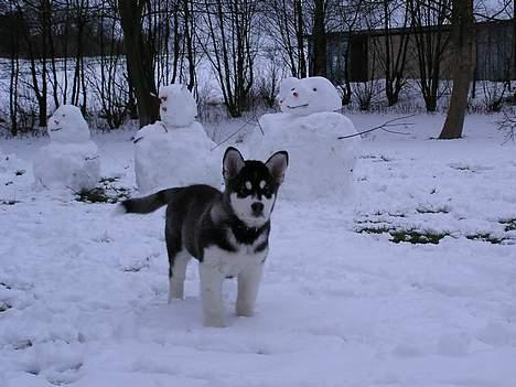 Alaskan malamute Ran Haubrad Dragemund  - 12 uger billede 10