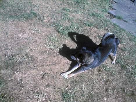 Blanding af racer Lady R.I.P - den skøre :´) billede 16