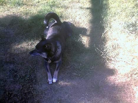 Blanding af racer Lady R.I.P - den skøre igen igen . <3 billede 17