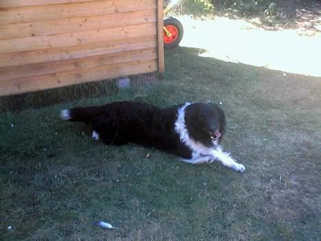 Collie langhåret Bamse - Bamse sniger sig frem :):) billede 16