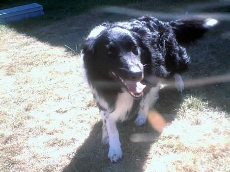 Collie langhåret Bamse - den skøre :) billede 17