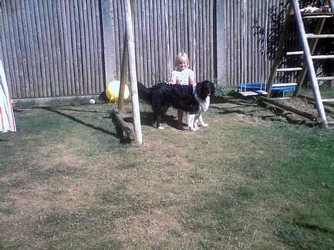 Collie langhåret Bamse - Bamse & Nadia :) billede 18