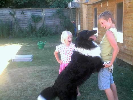 Collie langhåret Bamse billede 19