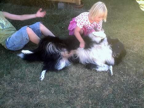 Collie langhåret Bamse billede 20