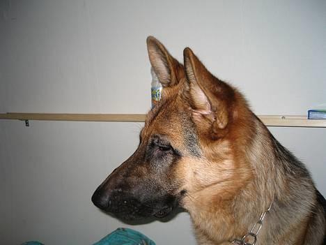 Schæferhund Maegaard's Falco R.I.P - 10 mdr billede 5