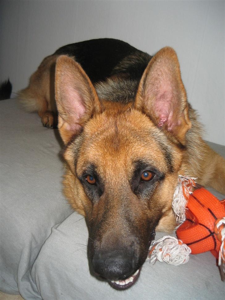 Schæferhund Maegaard's Falco R.I.P - 1 år g stadigvæk dejlig!! billede 6