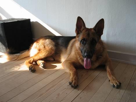 Schæferhund Maegaard's Falco R.I.P - Falco 10½ måned, hvor er han dejlig billede 7