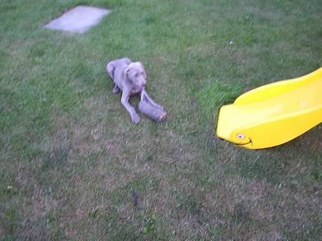 Weimaraner Sønderskoven´s Duchess - muler lige "øffe" billede 4