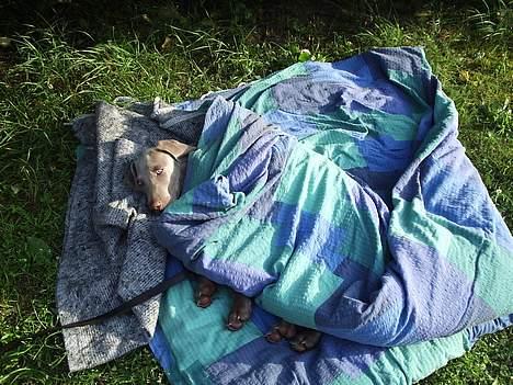 Weimaraner Sønderskoven´s Duchess - dyne hygger lige på min ferie i skagen  billede 5