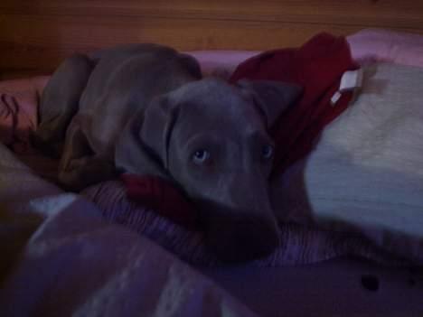 Weimaraner Sønderskoven´s Duchess billede 6