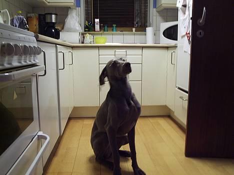 Weimaraner Sønderskoven´s Duchess - dagen efter mit første stævne ... billede 7