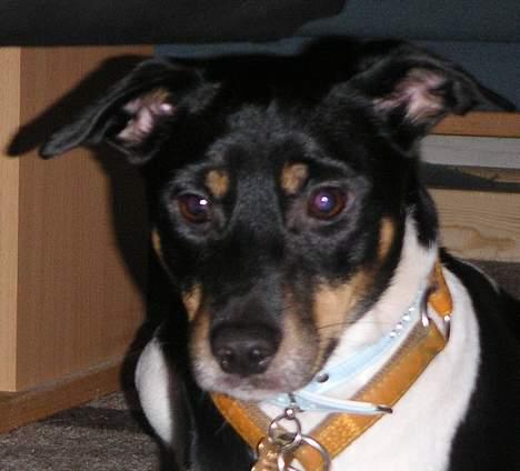 Dansk svensk gaardhund Anton billede 7