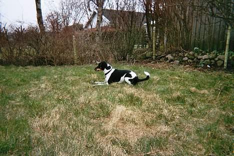 Dansk svensk gaardhund Anton billede 8