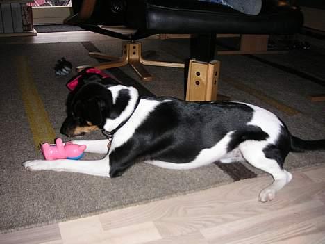 Dansk svensk gaardhund Anton billede 9