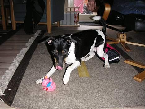 Dansk svensk gaardhund Anton billede 10