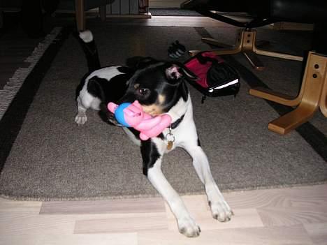 Dansk svensk gaardhund Anton billede 11