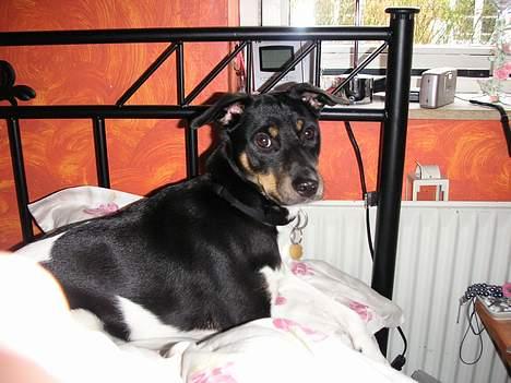 Dansk svensk gaardhund Anton billede 12