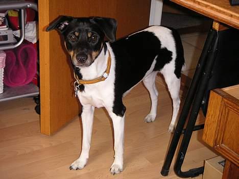 Dansk svensk gaardhund Anton billede 13