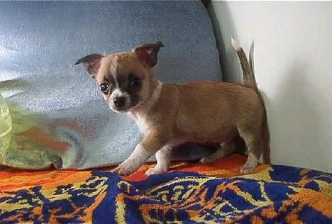 Chihuahua ;- Ricky-; - Det første billede jeg så af ricky :)  billede 1