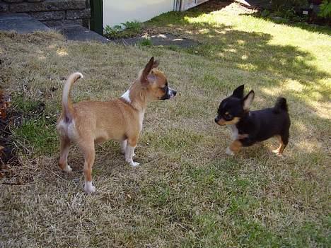 Chihuahua ;- Ricky-; - Ricky og hans tidligere "halvsøster" billede 2