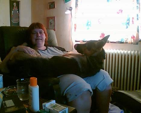 Schæferhund Nicole - haha ligger bare ved moar billede 7