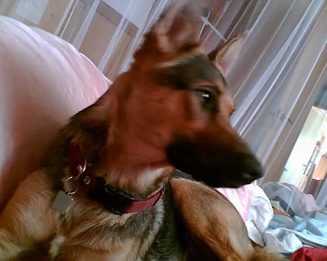 Schæferhund Nicole - har taget mors dyne billede 8