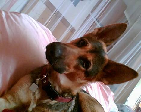 Schæferhund Nicole - nej mor du får ikke dynen billede 9