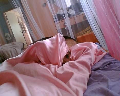 Schæferhund Nicole - hjælp nu tager storesøster osse billeder af mig..  jeg må  hellere gemme mig godt under dynen billede 10