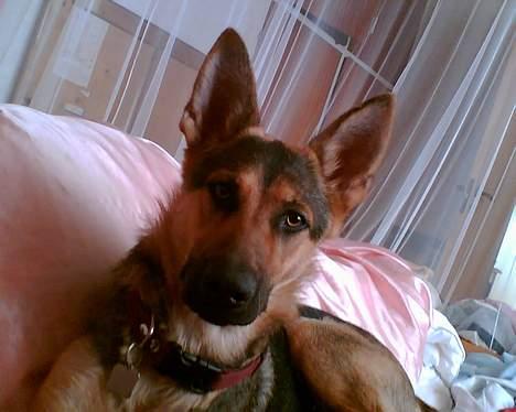 Schæferhund Nicole - hey vil du lege med mig storesøster? billede 11