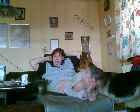 Schæferhund Nicole - hvad laver du moar??? billede 12