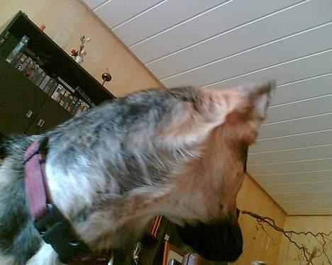 Schæferhund Nicole - heh det kan være hvis jeg kigger den anden vej så  tager de nok ikke billeder af mig billede 13