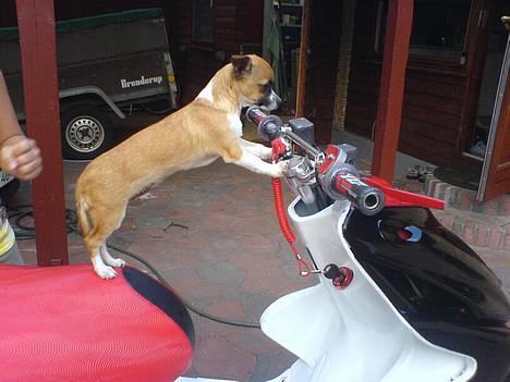 Chihuahua ;- Ricky-; - Ja altså, hvad den hund kan. det jo helt utroligt :b billede 3