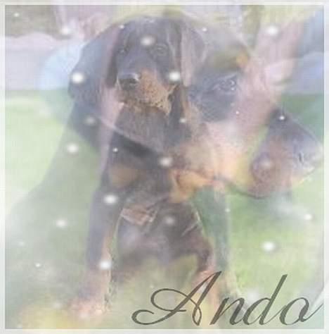Dobermann Eden´s Andor *Ando* - Lidt grafik fra min side.. jeg ved ikke helt med kvaliteten af ouploaded ? billede 8