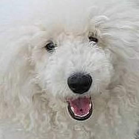 Mellempuddel Snodde billede 15