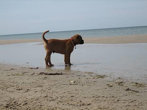 Bullmastiff Harley - Harleys første tur til stranden... det vand der, hvad er det egentlig for noget underligt noget???.. Ja, jeg skal ihvertfald ikke længere!! billede 5