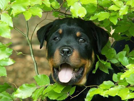 Rottweiler Arzadon Cooter billede 1