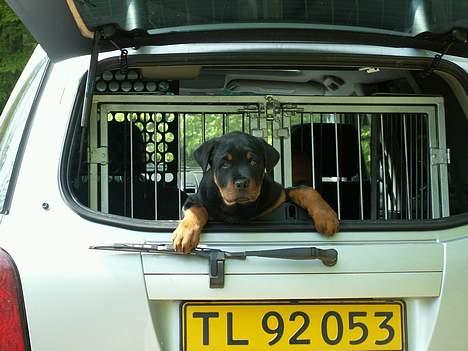 Rottweiler Arzadon Cooter billede 2