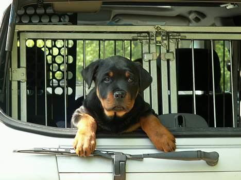 Rottweiler Arzadon Cooter billede 3