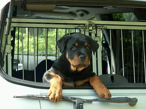 Rottweiler Arzadon Cooter billede 4