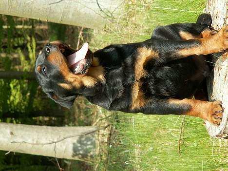 Rottweiler Arzadon Cooter billede 5