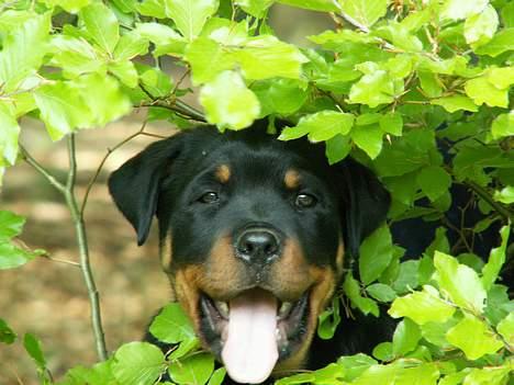 Rottweiler Arzadon Cooter billede 6