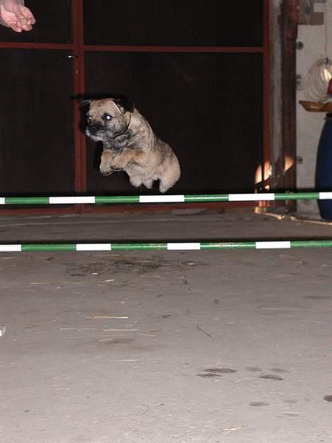 Border terrier lutra´s oscar - Så flyver vi..... billede 6