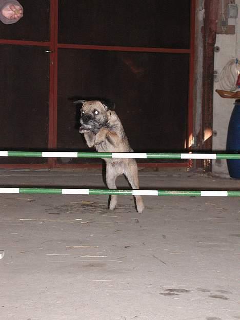 Border terrier lutra´s oscar - I hopla billede 7