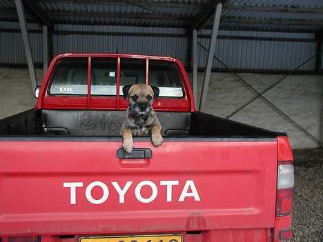 Border terrier lutra´s oscar - Skal vi køre en tur..? billede 8