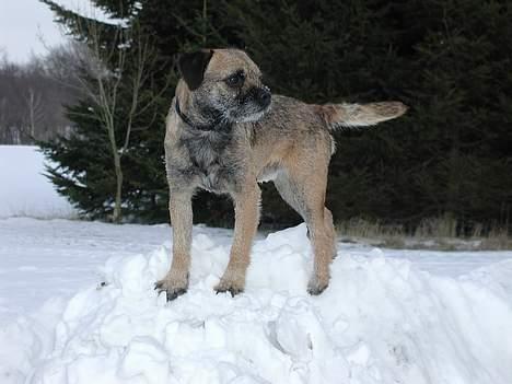 Border terrier lutra´s oscar - Mig som SNEKONGE...! billede 9