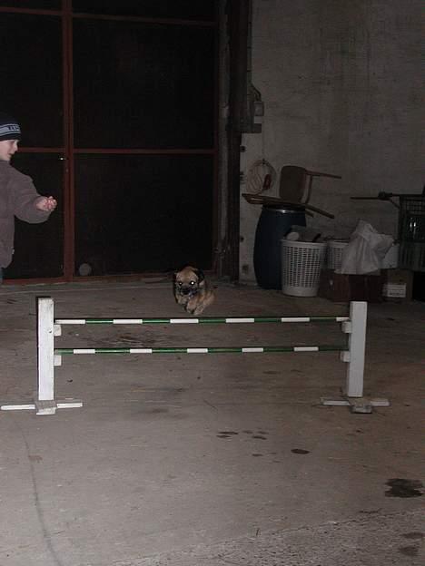 Border terrier lutra´s oscar - jubiii.... billede 10