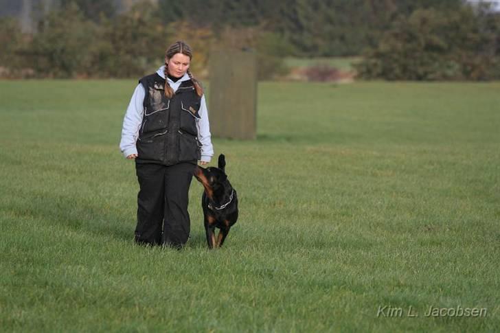Rottweiler *Nala*  R.I.P. - Til færdselsprøve billede 18