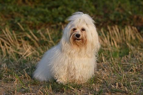 Bichon havanais Milou billede 1