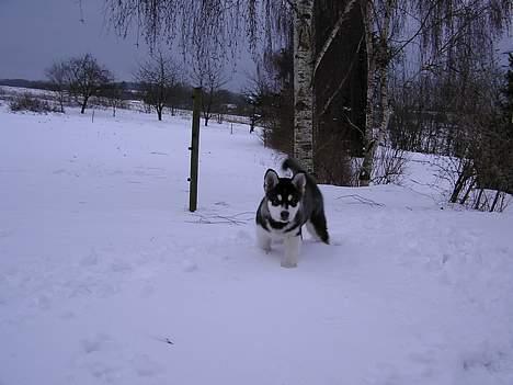 Alaskan malamute Ran Haubrad Dragemund  - 12 uger billede 11